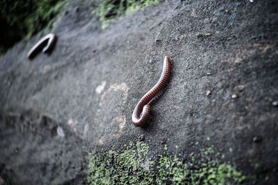 Close-up of lizard on rock