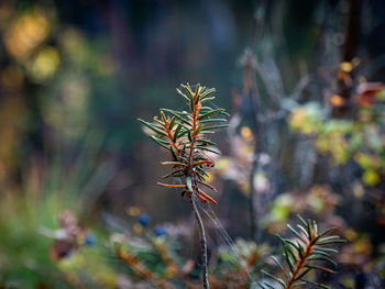 Close-up of pine tree