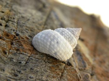 Close-up of seashell