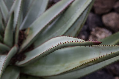 Close-up of succulent plant