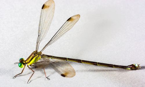 Close-up of dragonfly on white background
