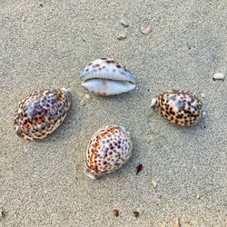 Close-up of tiger cowrie shell at beach