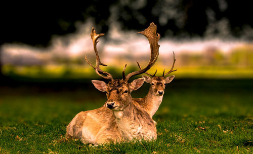 Deers in phoenix park in dublin ireland 