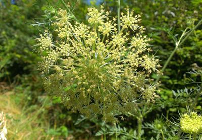 Close-up of plant