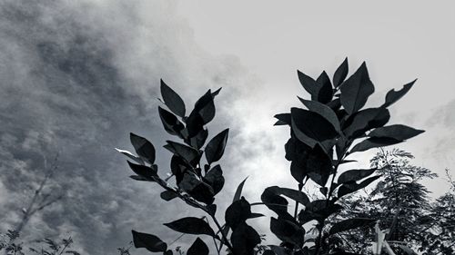 Close-up of plant against sky