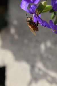 Close-up of bee pollinating on flower