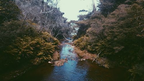 Scenic view of river in forest