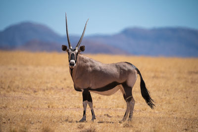 Deer standing on field