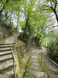 Footpath amidst trees in forest