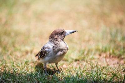 Bird perching on grass