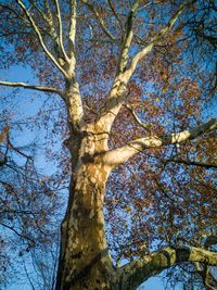 Low angle view of tree against clear sky