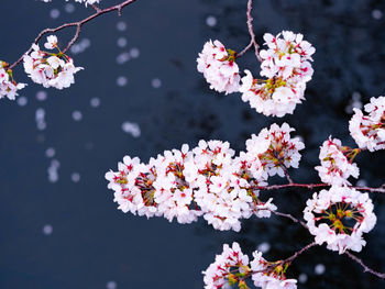 Close-up of white cherry blossom