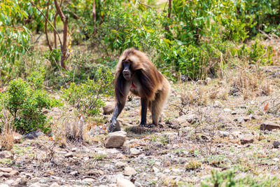 Monkey sitting on field