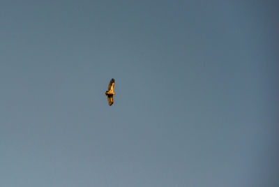 Low angle view of bird flying in sky