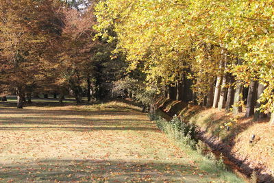 Trees on landscape during autumn