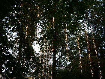 Low angle view of trees in forest