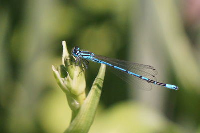 Close-up of insect on plant