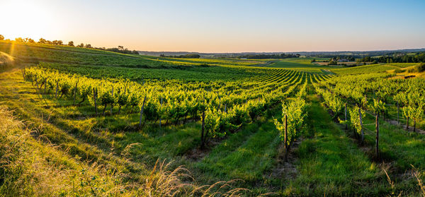 Scenic view of vineyard against sky