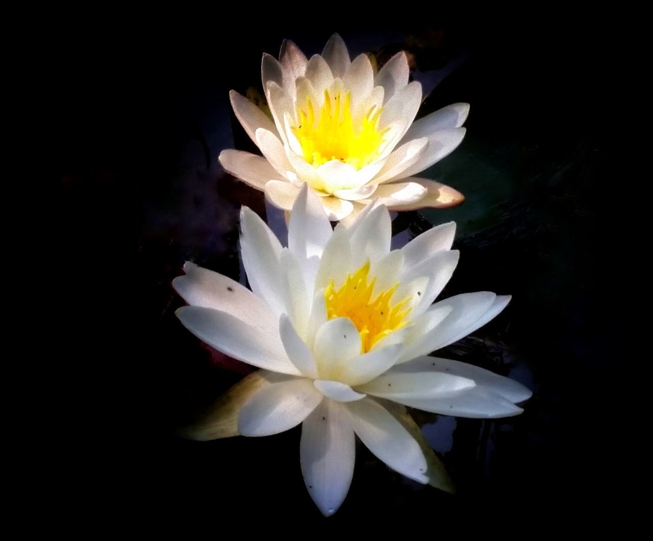 CLOSE-UP OF FRESH WHITE FLOWER BLOOMING IN BLACK BACKGROUND