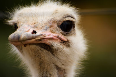 Close-up portrait of ostrich