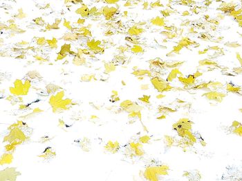 Close-up of leaves over white background