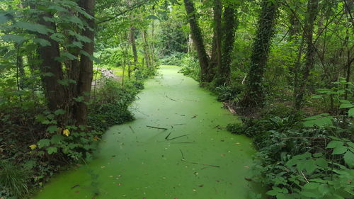 Scenic view of forest