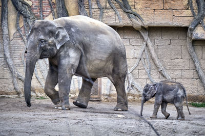 Elephant standing in zoo