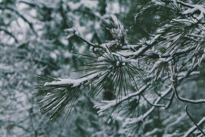 Close-up of pine tree during winter