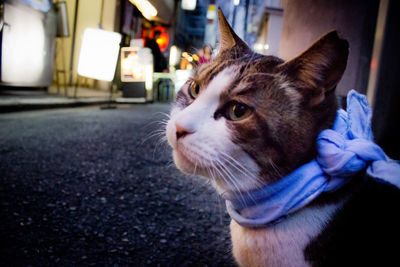 Close-up of cat on footpath