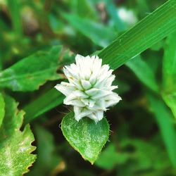 Close-up of white flowers