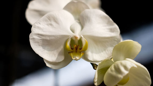 Close-up of white flowering plant