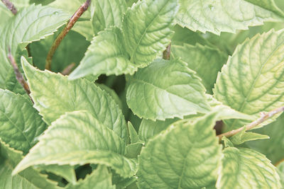 Close-up of green leaves