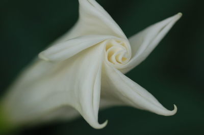 Close-up of white flower over black background