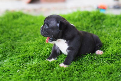 Black dog lying on grass