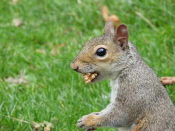 Close-up of squirrel on rock