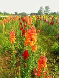 Close-up of red flowering plants on field against sky