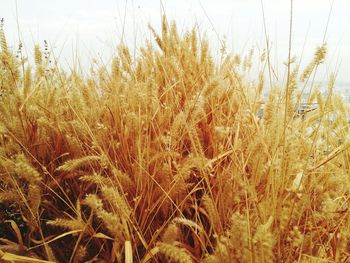 Wheat growing in field