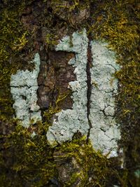 Full frame shot of tree trunk