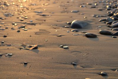 High angle view of shells on beach