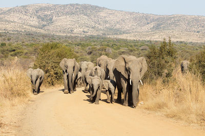 Elephants with infant walking on landscape
