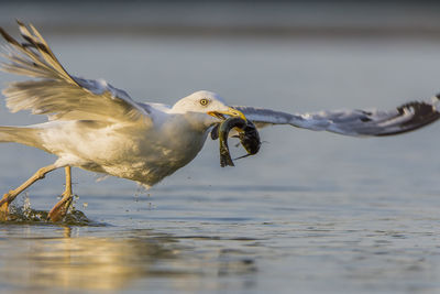 Close-up of seagull with fish flying over lake