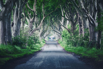 Road amidst trees