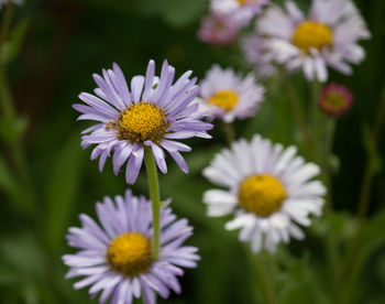 Close-up of purple daisy flowers