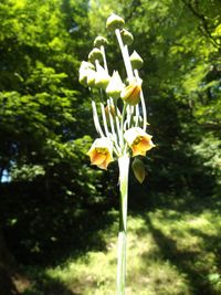 Close-up of white flowers