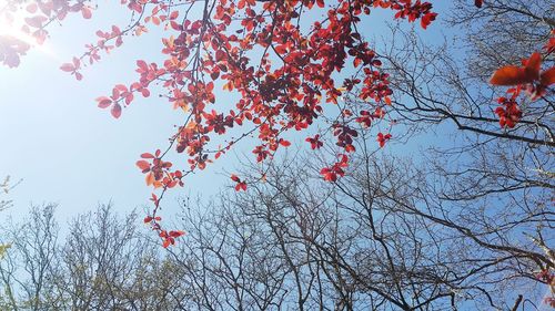 Low angle view of cherry blossom tree against sky