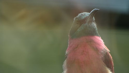 Close-up of bird perching on leaf