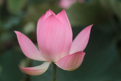 Close-up of pink lotus