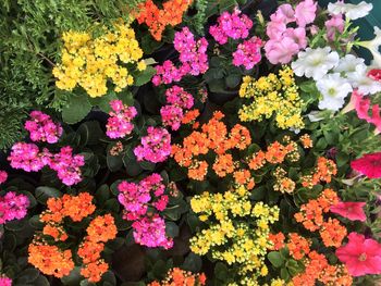 High angle view of flowers blooming outdoors