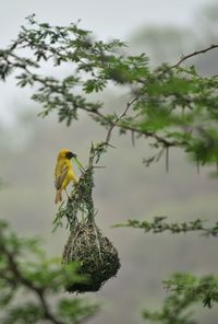 Masked weaver bird perching on nest
