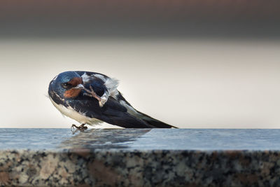 Bird perching on a sea